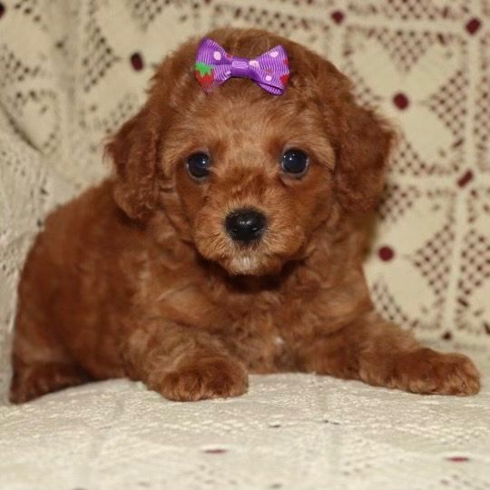 Miniature Poodle Puppy for Sale in NYC