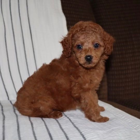 Miniature Poodle Puppy for Sale in NYC