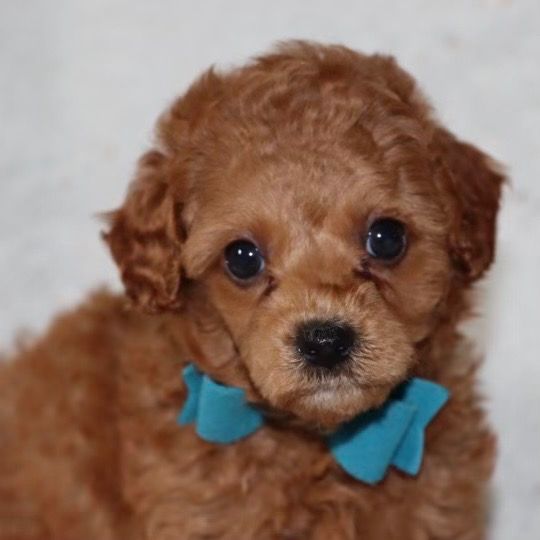 Miniature Poodle Puppy for Sale in NYC