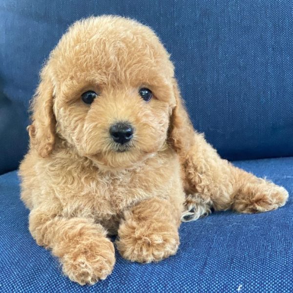 F1b Cockapoo Puppy for Sale