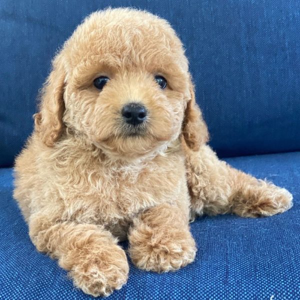 F1b Cockapoo Puppy for Sale