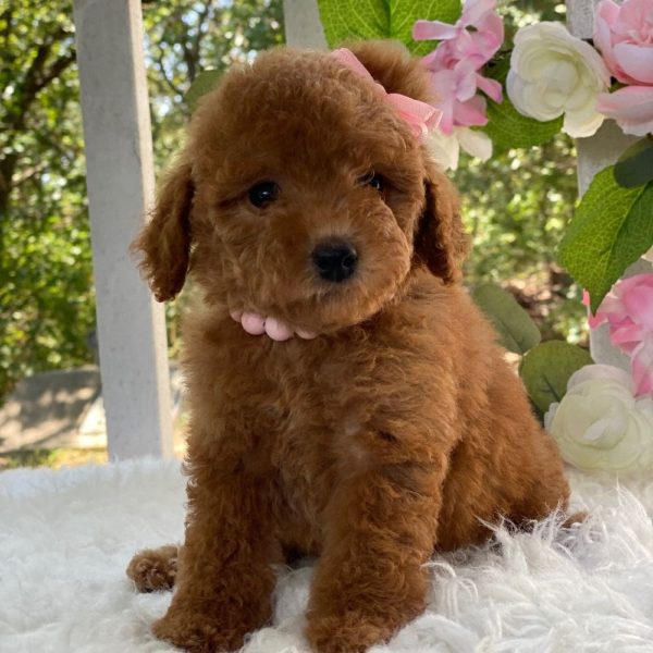 F1b Cockapoo Puppy for Sale