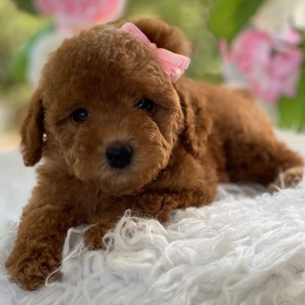 F1b Cockapoo Puppy for Sale