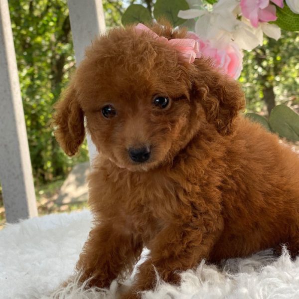 F1b Cockapoo Puppy for Sale