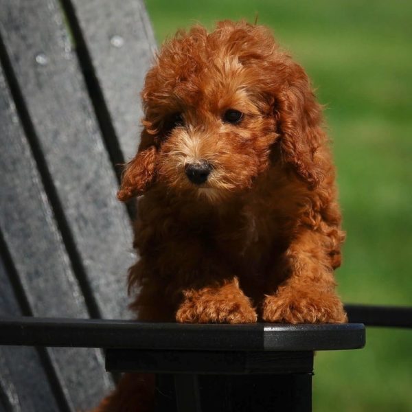 F1b Cavapoo Puppy for Sale