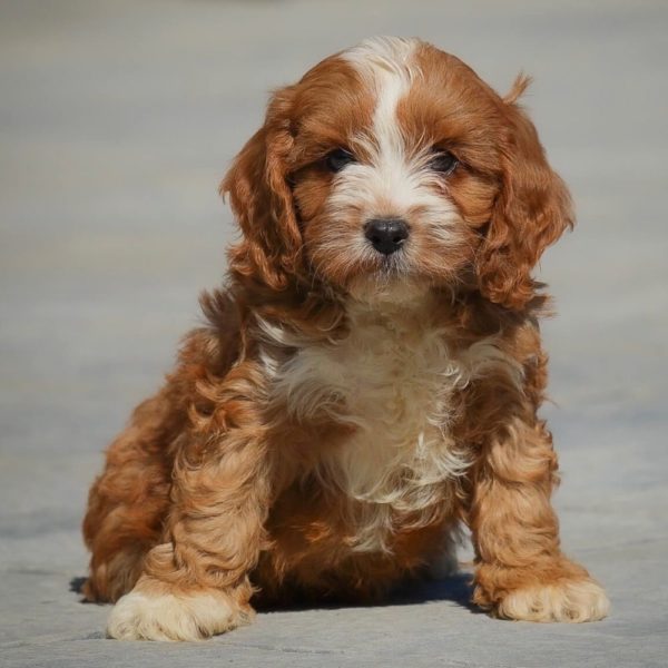 F1 Cavapoo Puppy for Sale