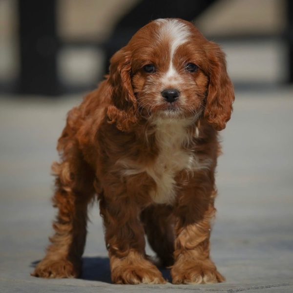 F1 Cavapoo Puppy for Sale