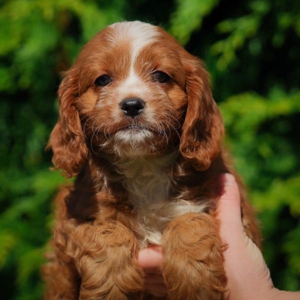 F1 Cavapoo Puppy for Sale