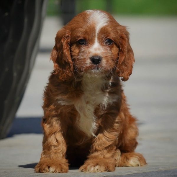 F1 Cavapoo Puppy for Sale