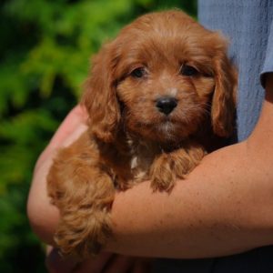 F1 Cavapoo Puppy for Sale