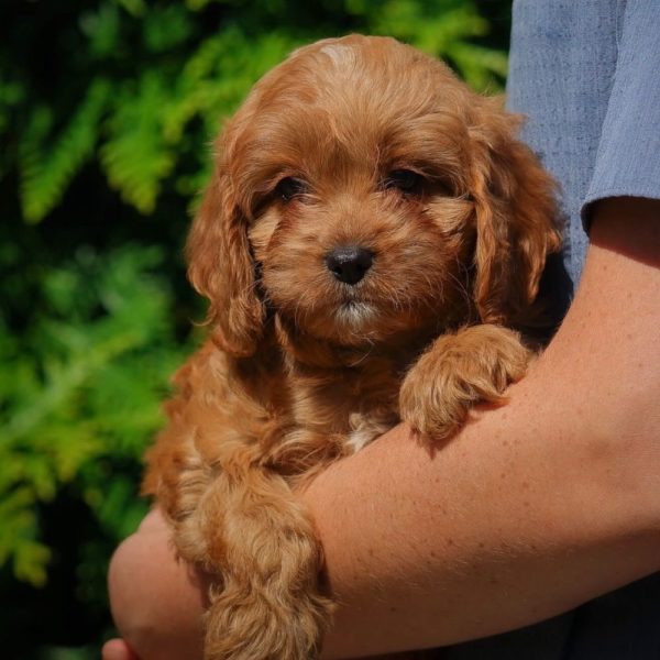 F1 Cavapoo Puppy for Sale