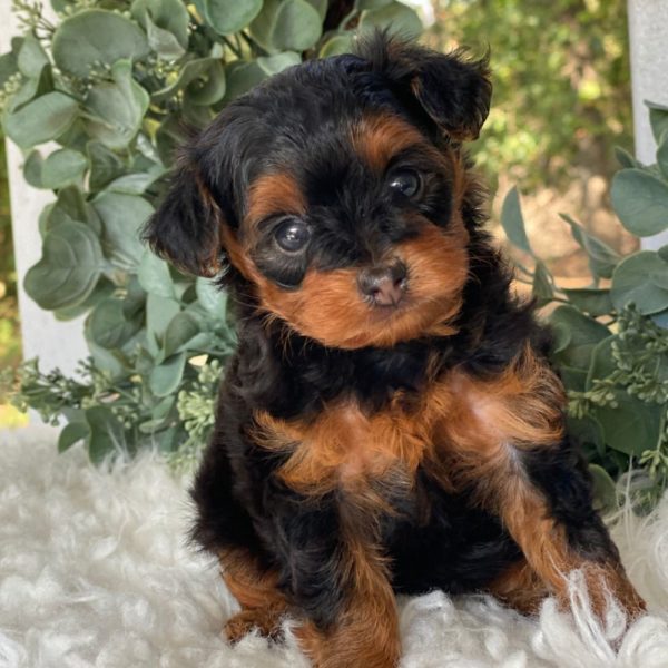 Yorkiepoo Puppy for Sale