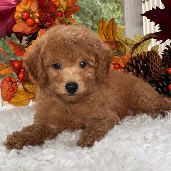 F1b Cockapoo Puppy for Sale