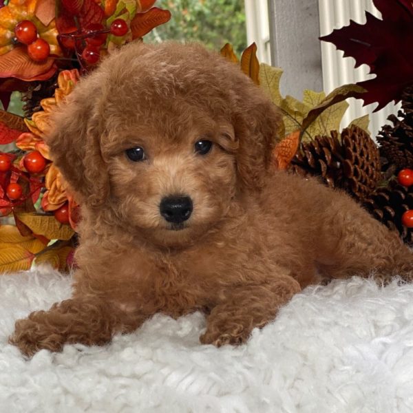 F1b Cockapoo Puppy for Sale