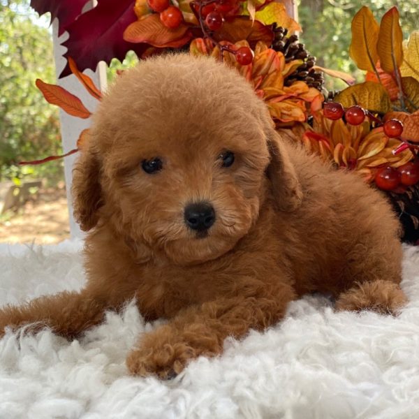 F1b Cockapoo Puppy for Sale