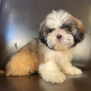 Shih Tzu Puppy for Sale