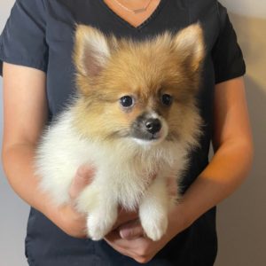 Pomeranian Puppy for Sale