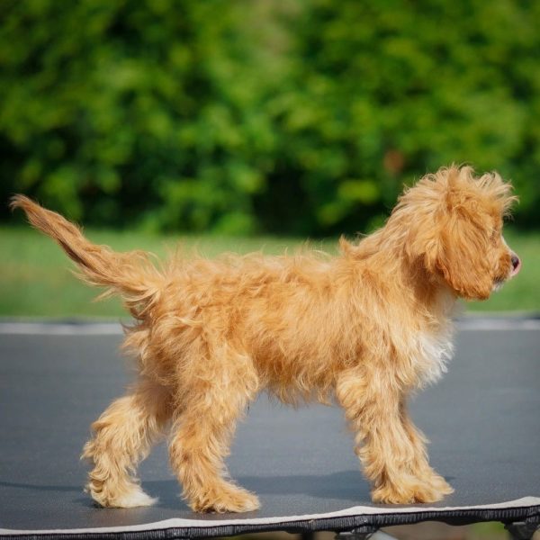 F1 Cavapoo Puppy for Sale
