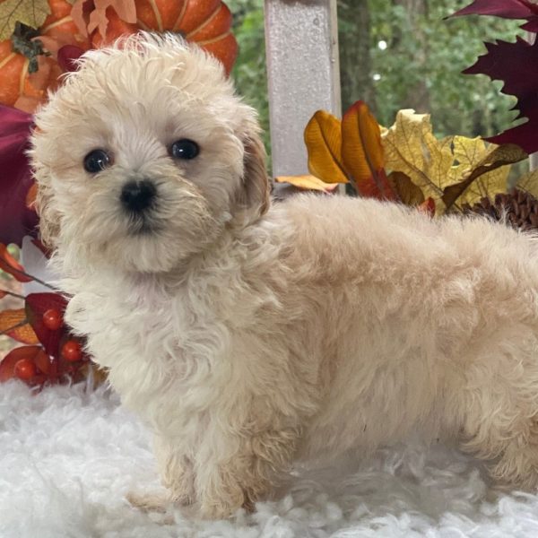 Maltipoo Puppy for Sale