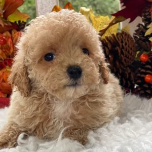 Maltipoo Puppy for Sale
