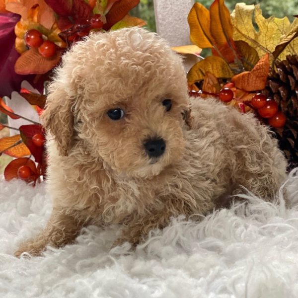 Maltipoo Puppy for Sale