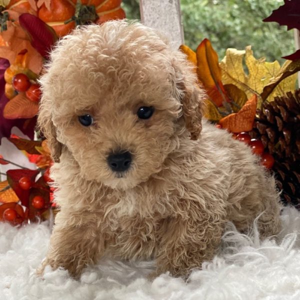 Maltipoo Puppy for Sale