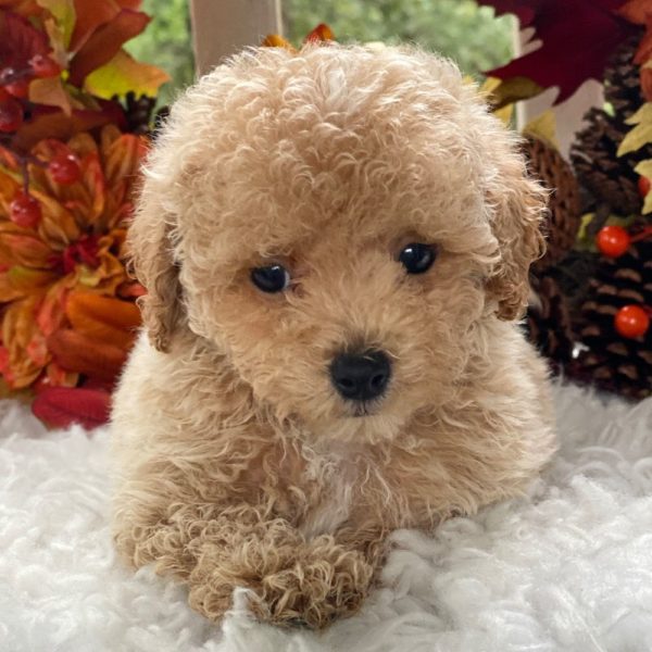 Maltipoo Puppy for Sale