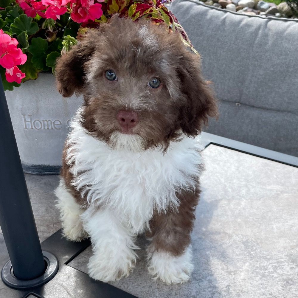 Havapoo Puppy for Sale in NYC