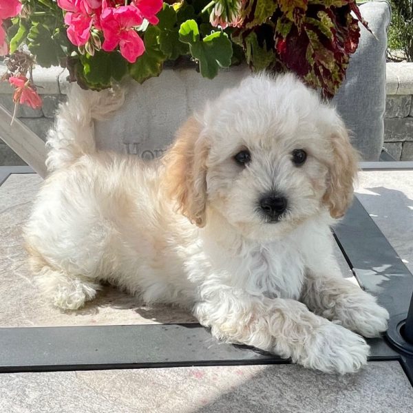 Maltipoo Puppy for Sale