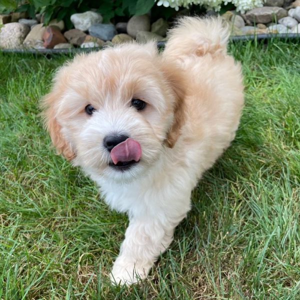 Maltipoo Puppy for Sale