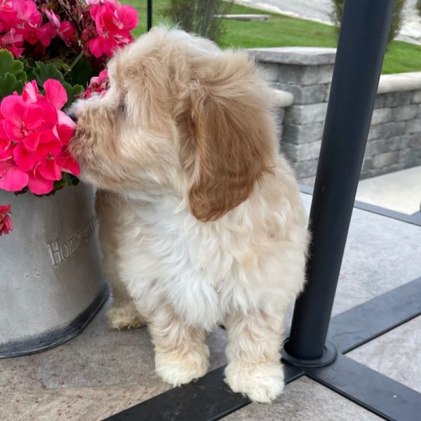 Maltipoo Puppy for Sale