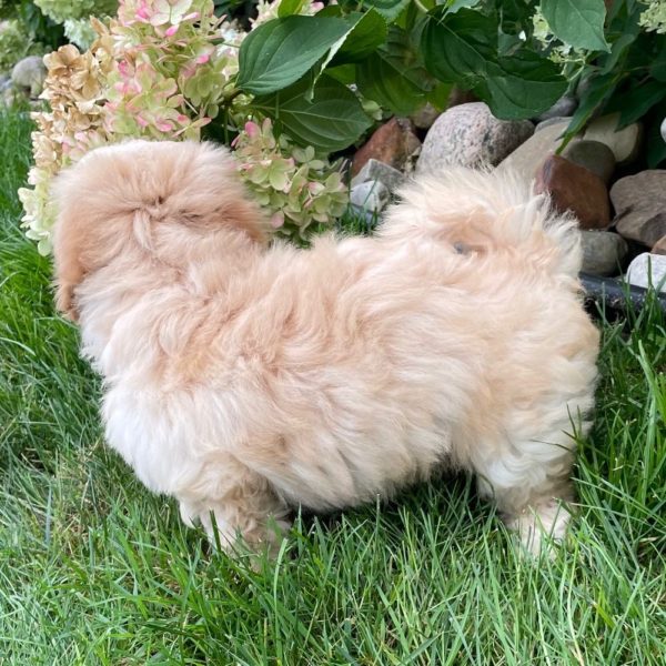 Maltipoo Puppy for Sale