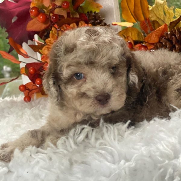 Miniature Poodle Puppy for Sale