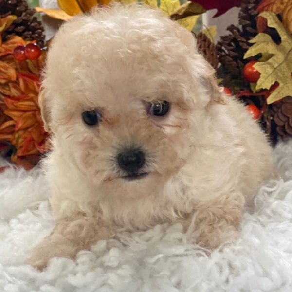 Maltipoo Puppy for Sale