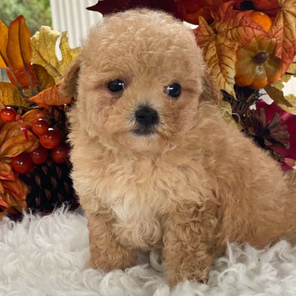 Maltipoo Puppy for Sale in NYC