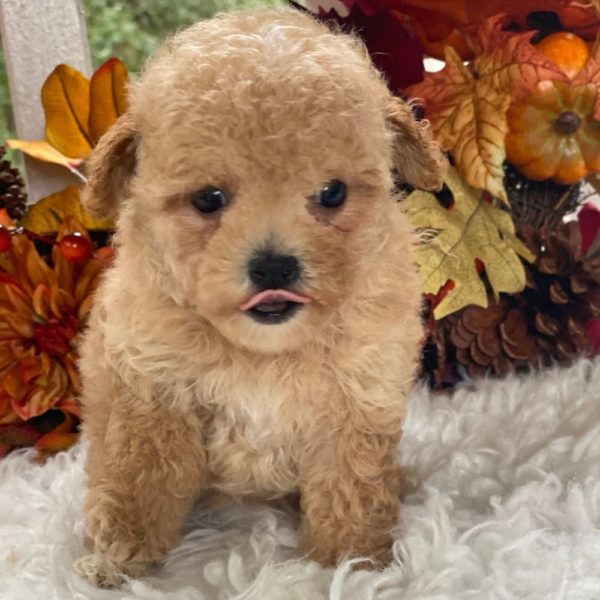 Maltipoo Puppy for Sale