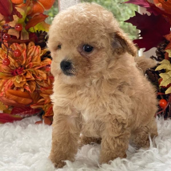 Maltipoo Puppy for Sale
