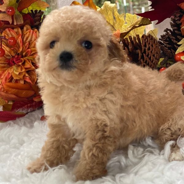 Maltipoo Puppy for Sale