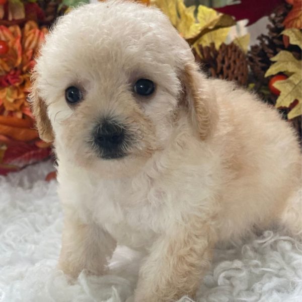 Maltipoo Puppy for Sale