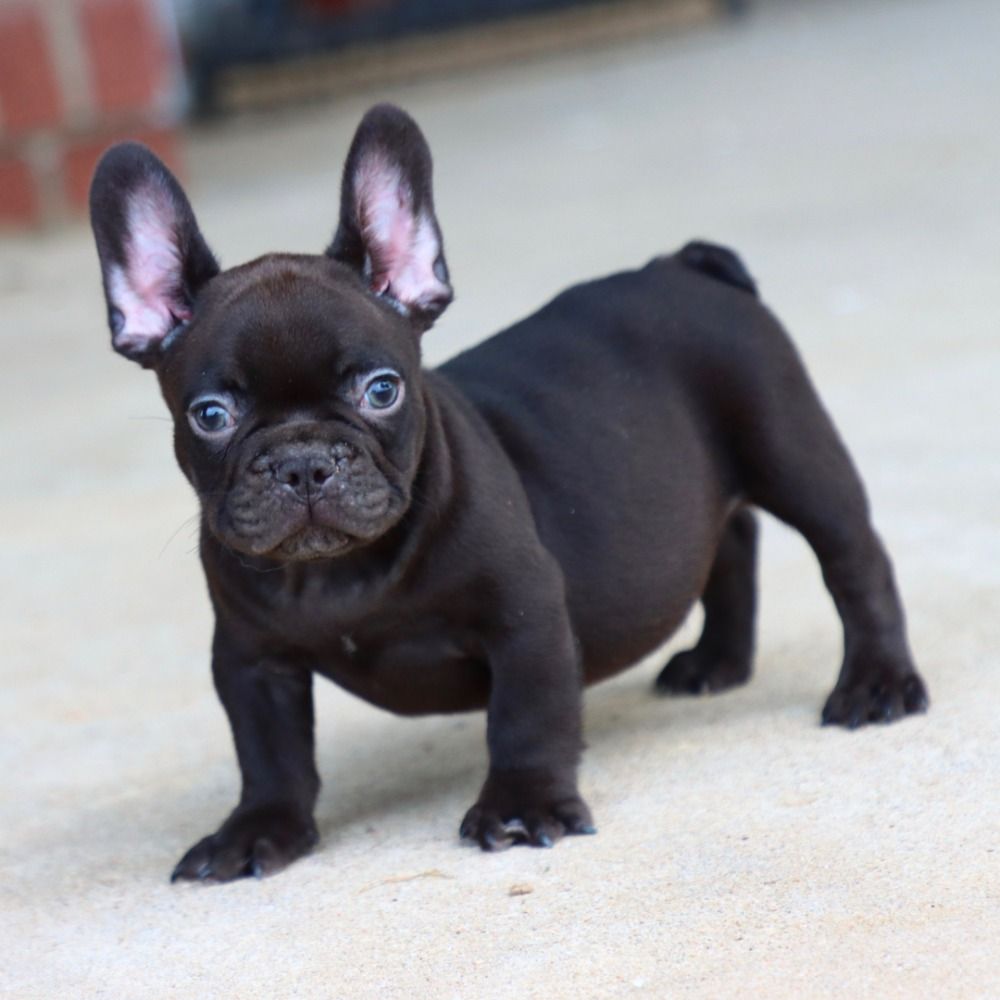 FRENCH BULLDOG for Sale