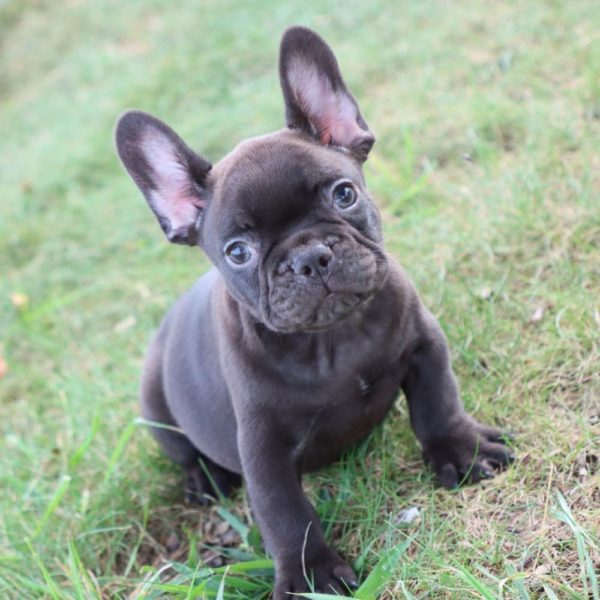 French Bulldog Puppy for Sale