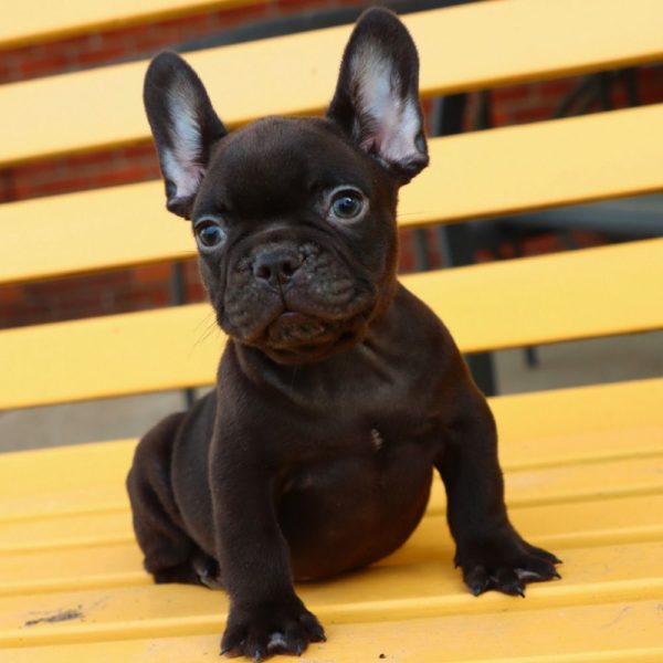 French Bulldog Puppy for Sale
