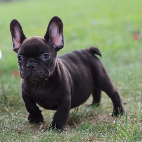 French Bulldog Puppy for Sale