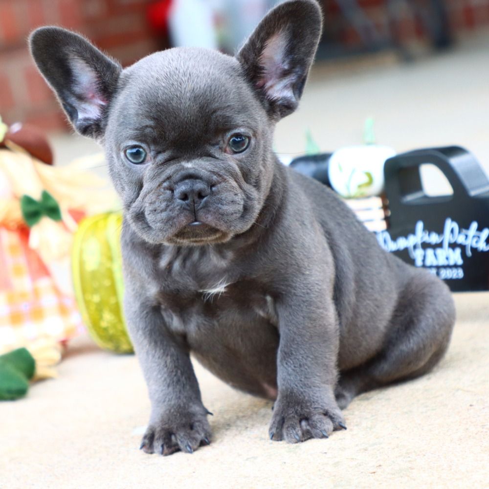 French Bulldog Puppy for Sale in NYC