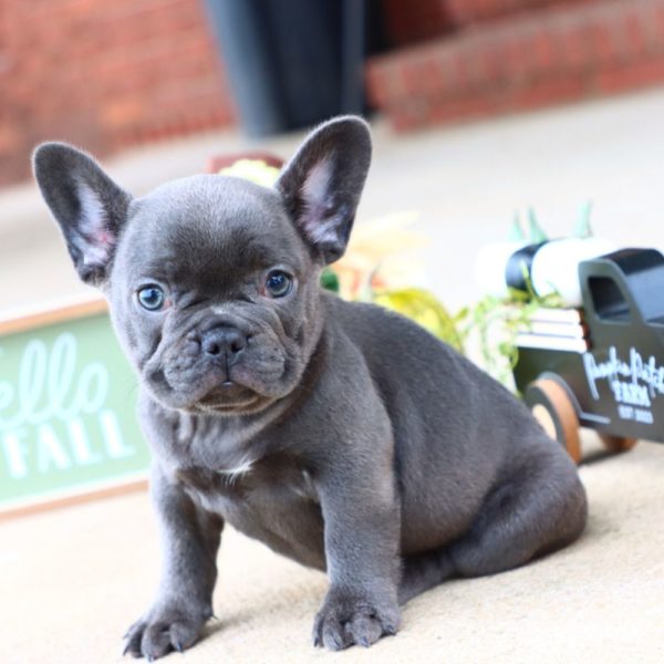 French Bulldog Puppy for Sale