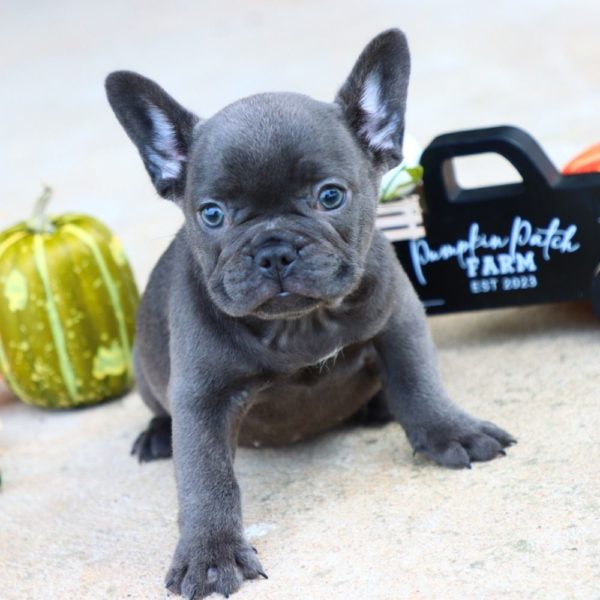French Bulldog Puppy for Sale