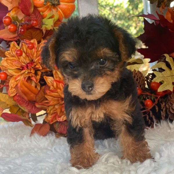 Yorkiepoo Puppy for Sale