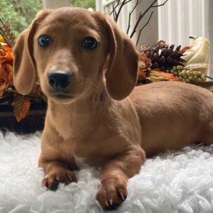 Mini Dachshund Puppy for Sale