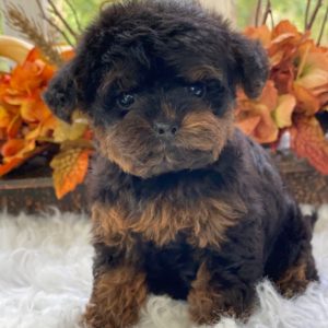 Yorkiepoo Puppy for Sale