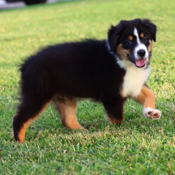Miniature Australian Shepherd Puppy for Sale
